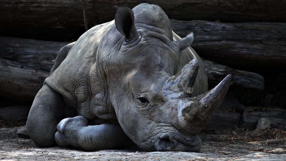 Free Image of A rhino lying down on the ground 
