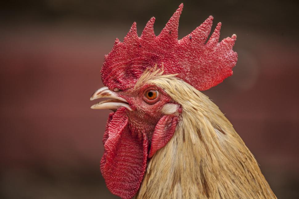 Free Image of A rooster with a red crest 