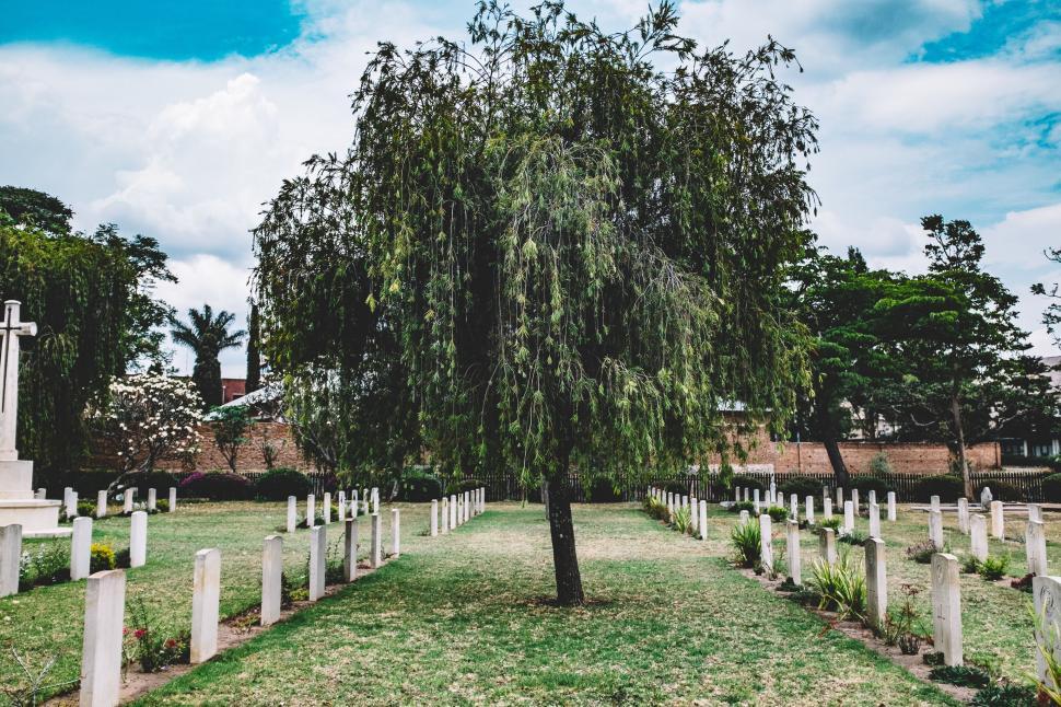 Free Image of A tree in a cemetery 
