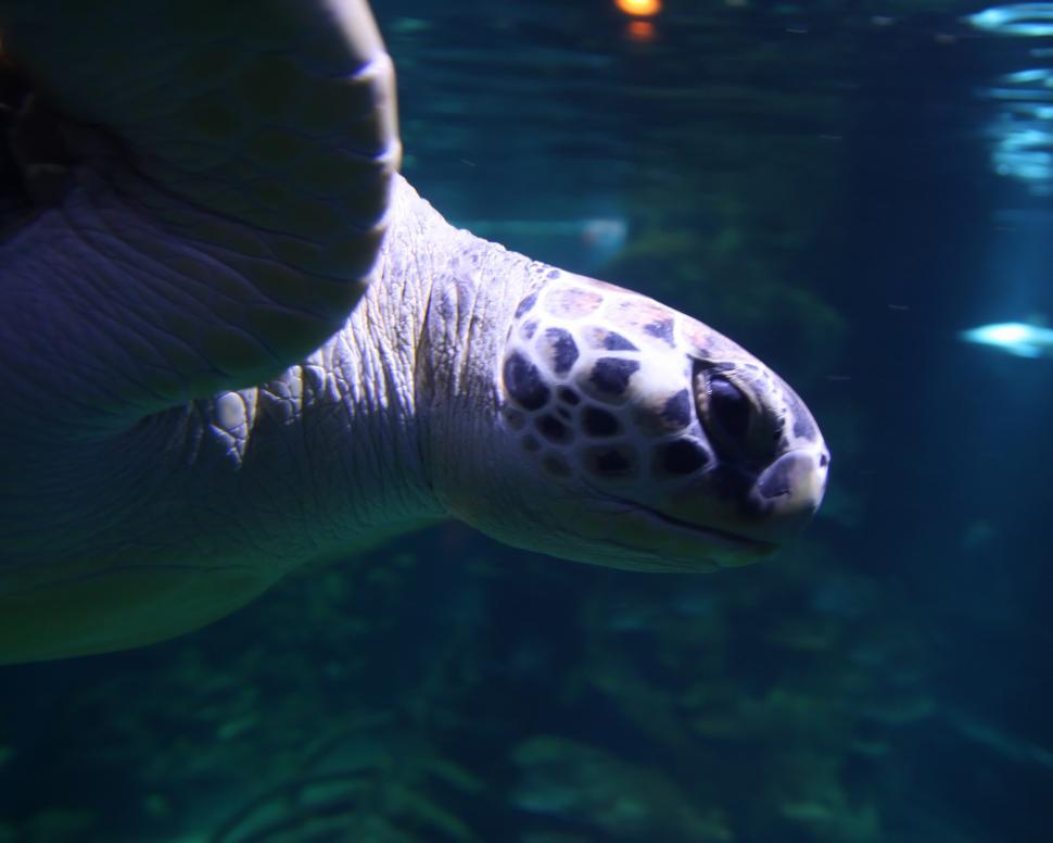 Free Image of Sea Turtle 