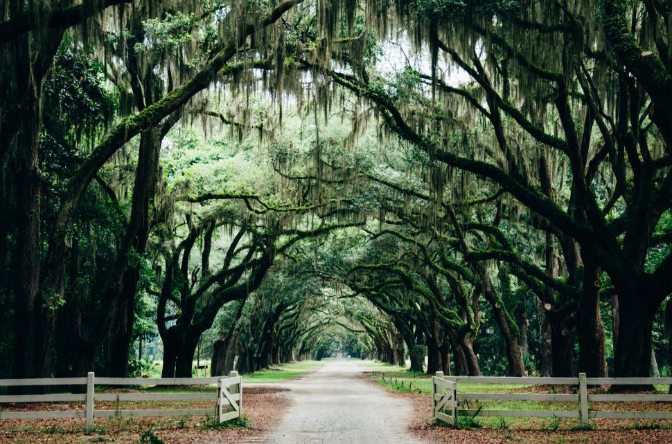 Free Image of A road with trees and a fence with wormsloe historic site in the background 