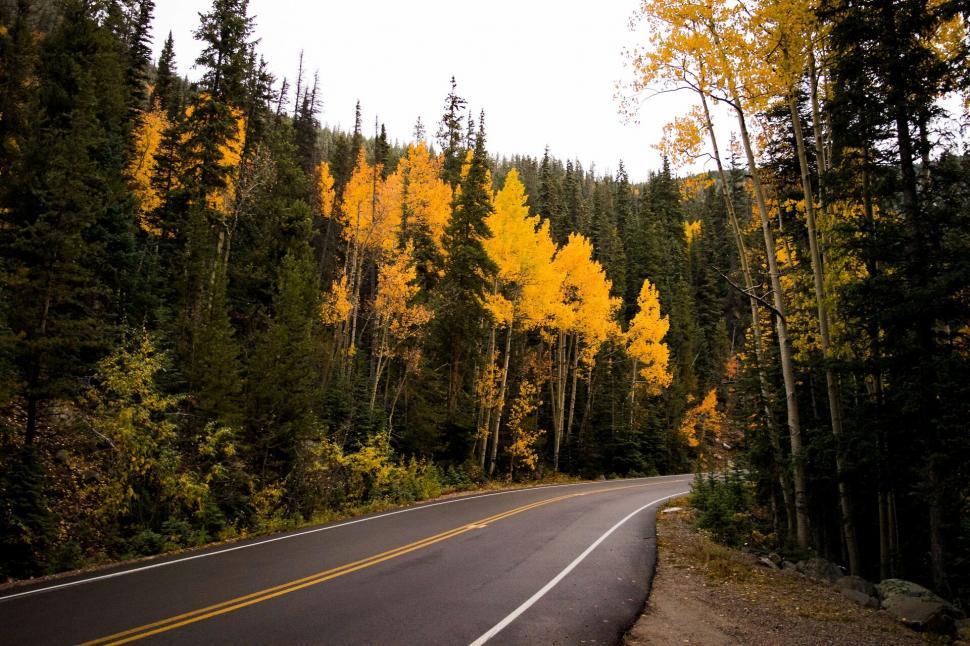 Free Image of A road with yellow leaves on trees 