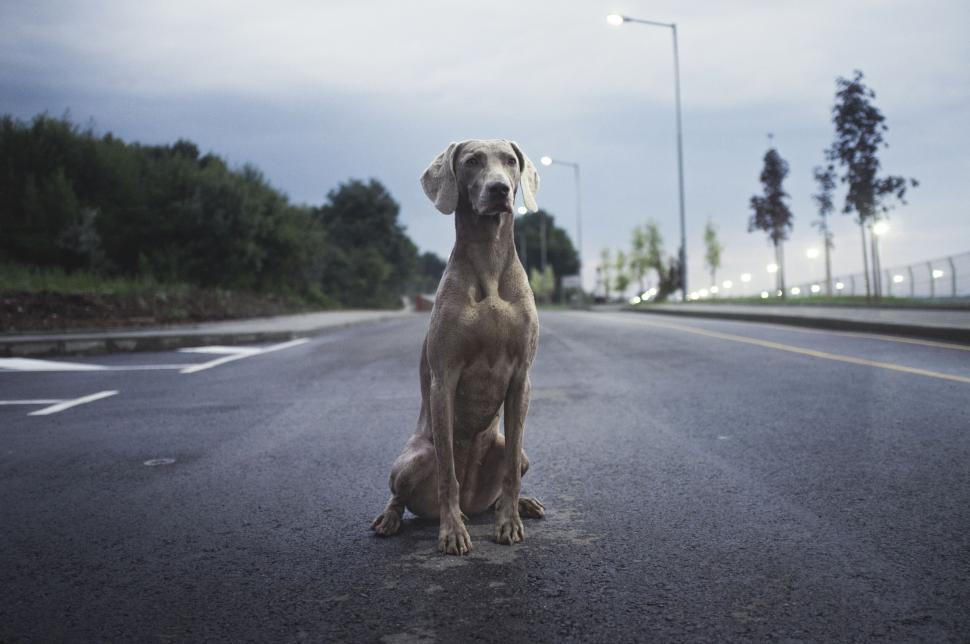 Free Image of A dog sitting on the road 