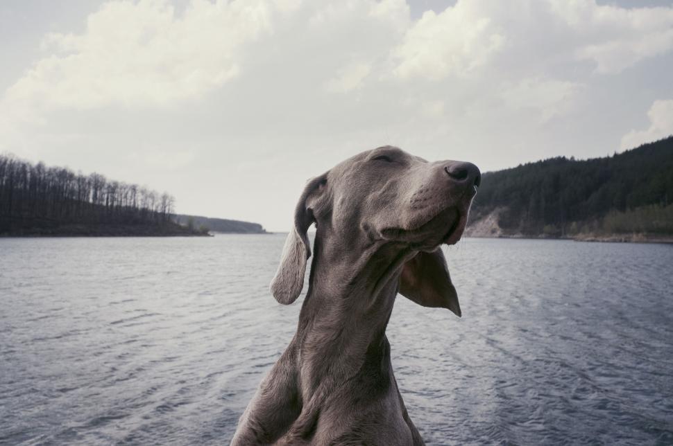Free Image of A dog sitting on a boat in the water 