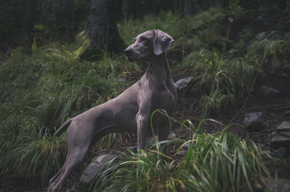 Free Image of A dog standing in the woods 