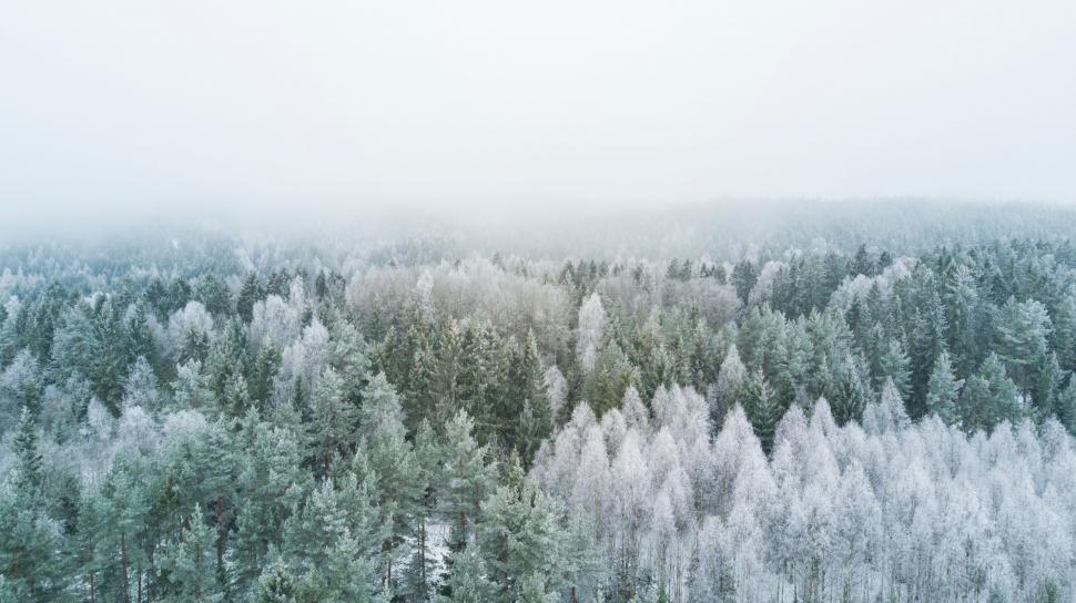Free Image of A forest of trees covered in snow 