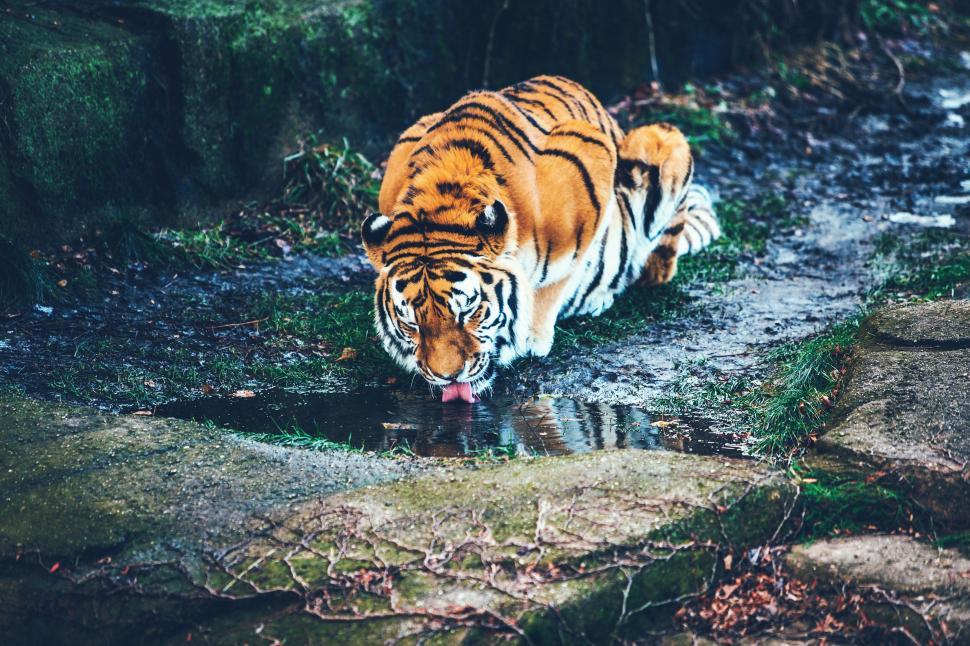 Free Image of A tiger drinking from a puddle 