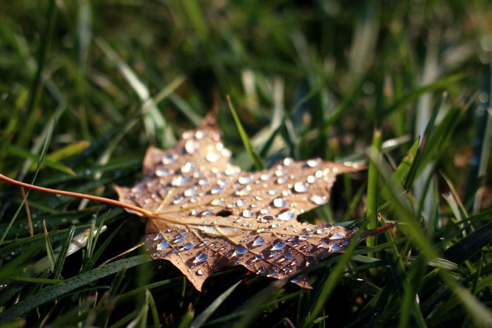 Free Image of A leaf with water droplets on it 