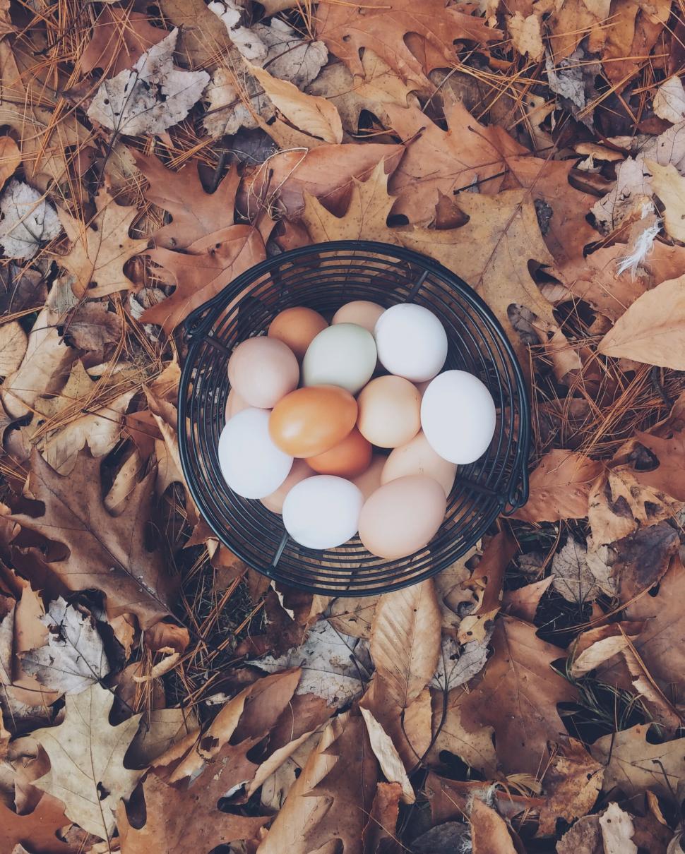 Free Image of A basket of eggs on leaves 