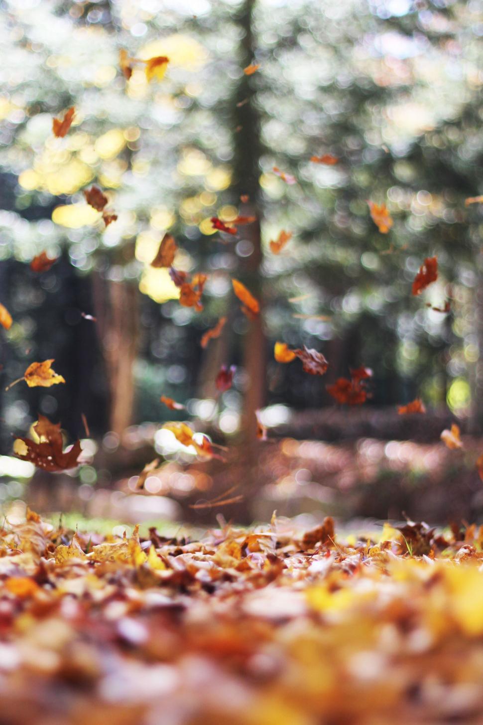 Free Image of Leaves falling in the air 