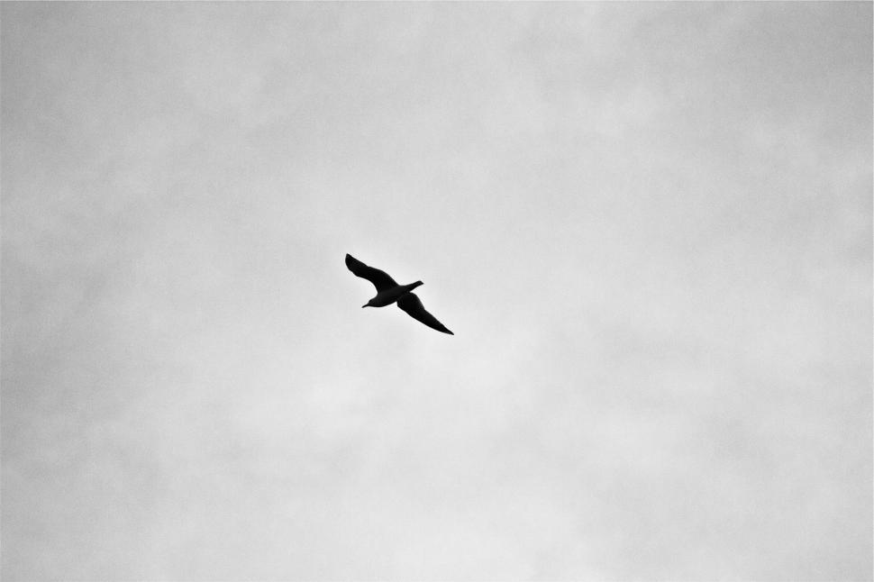 Free Image of A bird flying in the sky 