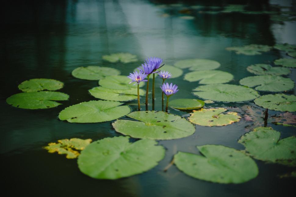 Free Image of A group of purple flowers growing in water 