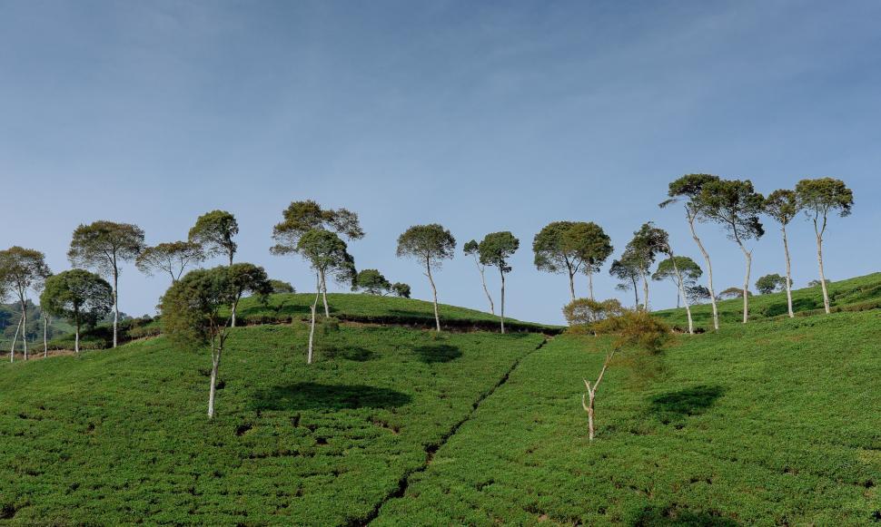 Free Image of A green hill with trees 
