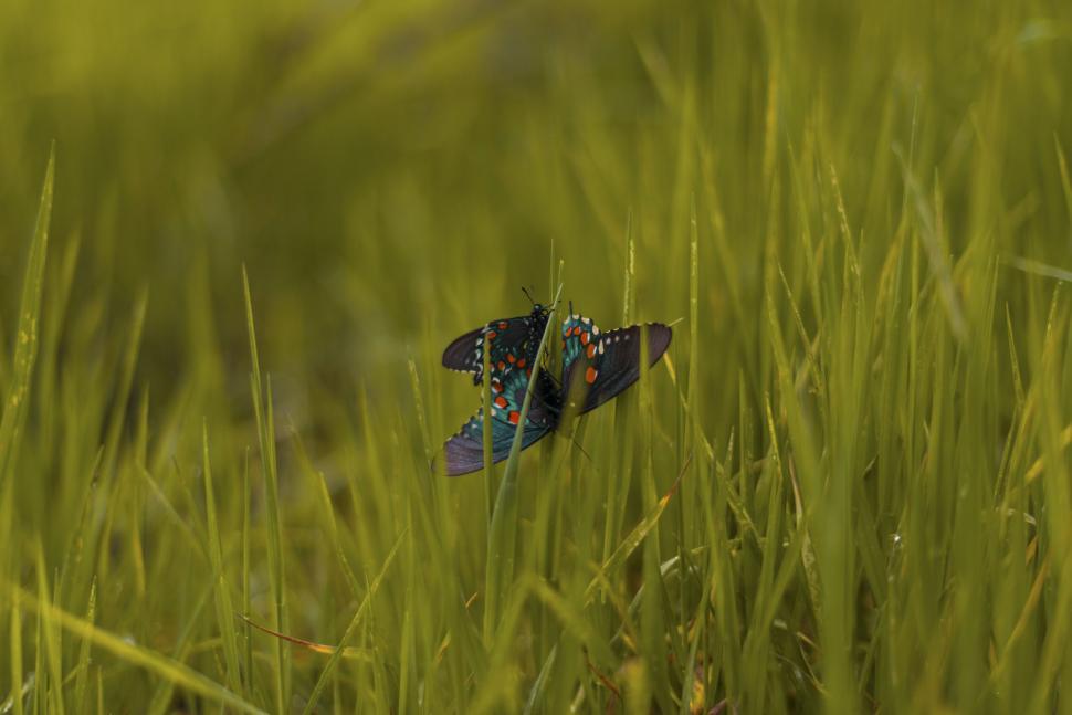 Free Image of A butterfly in the grass 
