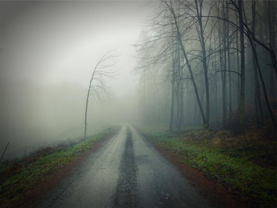 Free Image of Mysterious foggy forest road scene 