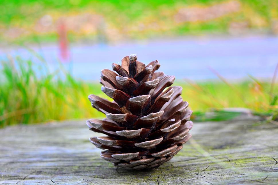 Free Image of Pinecone on a mossy wooden surface 