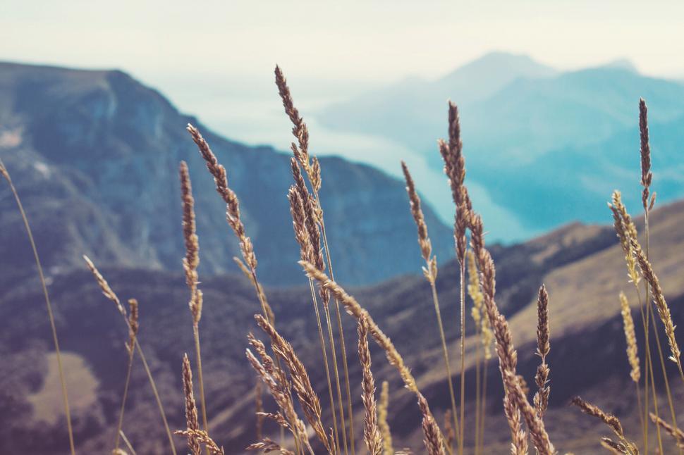 Free Image of Wheat field with mountain background 