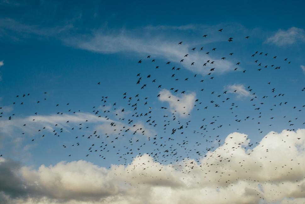 Free Image of Bird flock flying under cloudy sky 