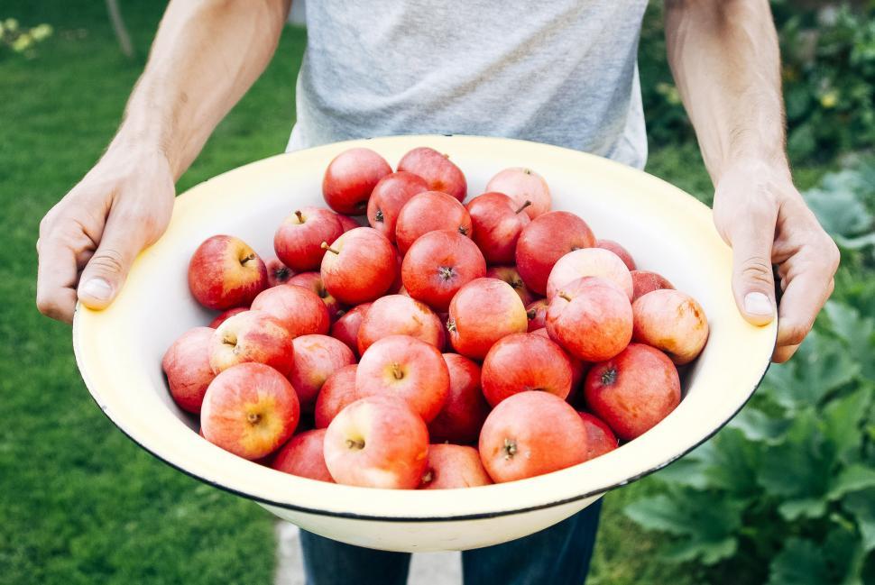 Free Image of Person holding a bowl full of red apples 
