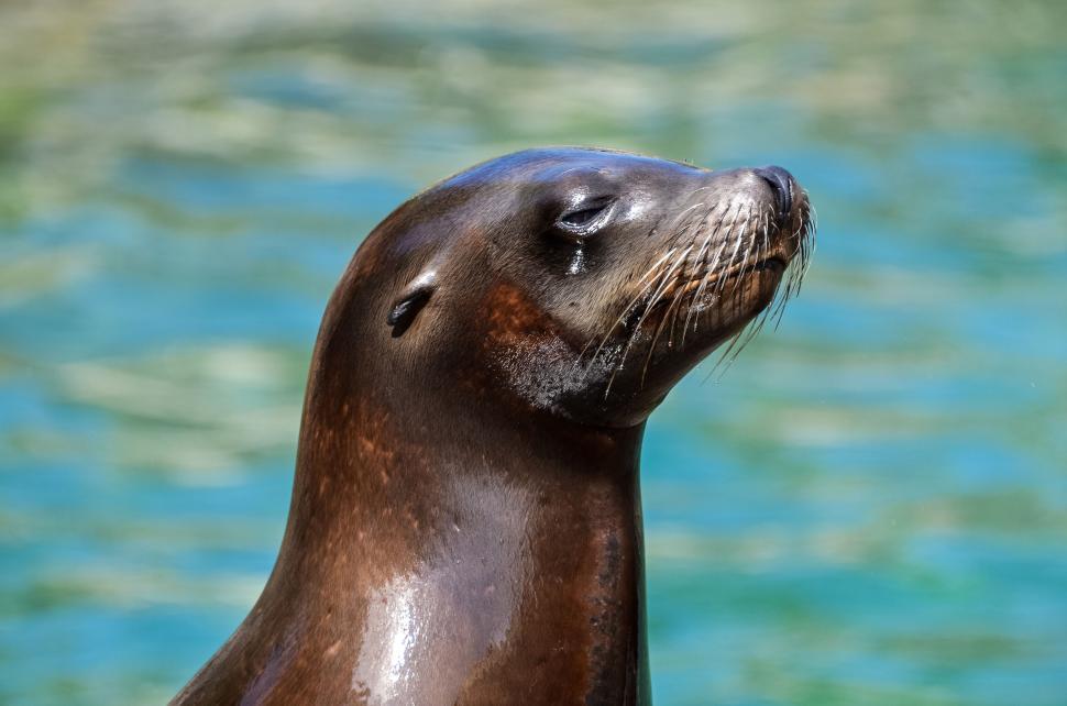 Free Image of Close-up of a sea lion s profile in sunlight 