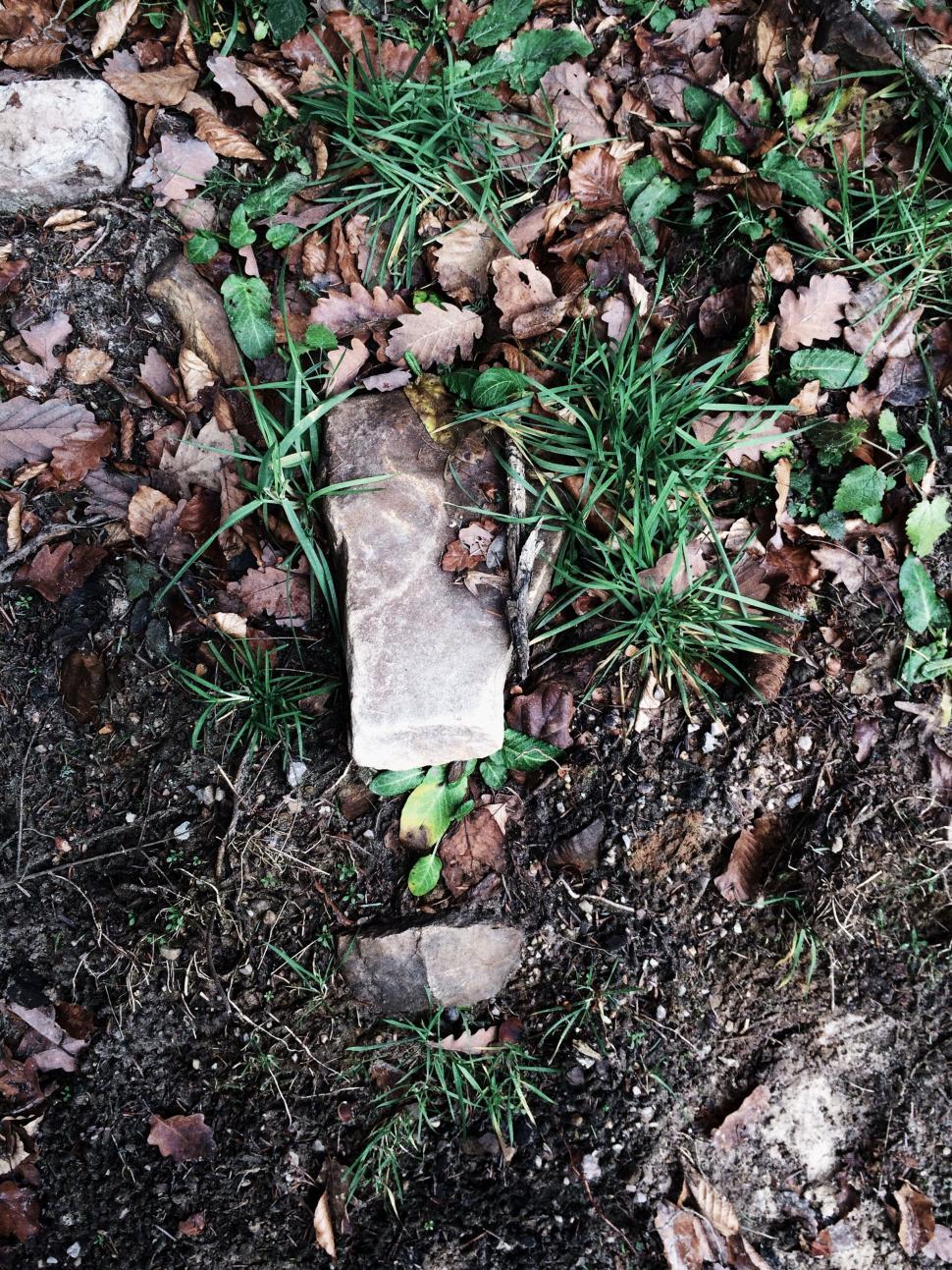 Free Image of Old bone lying among leaves on the forest floor 