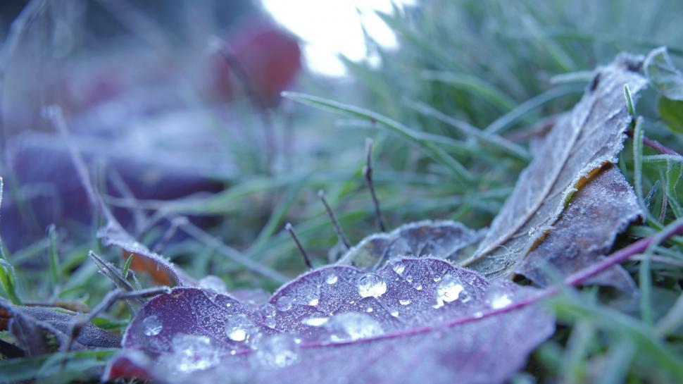 Free Image of Frost-covered leaves on chilly morning 
