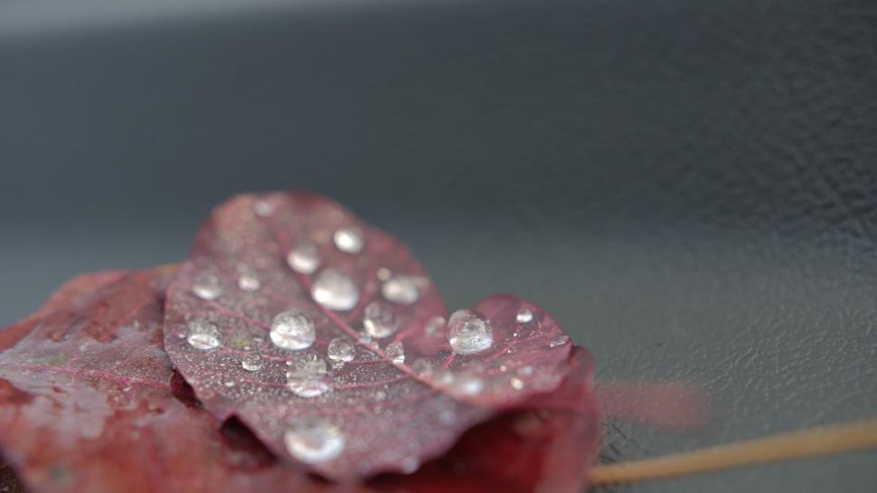 Free Image of Close-up of a water droplets on red leaf 
