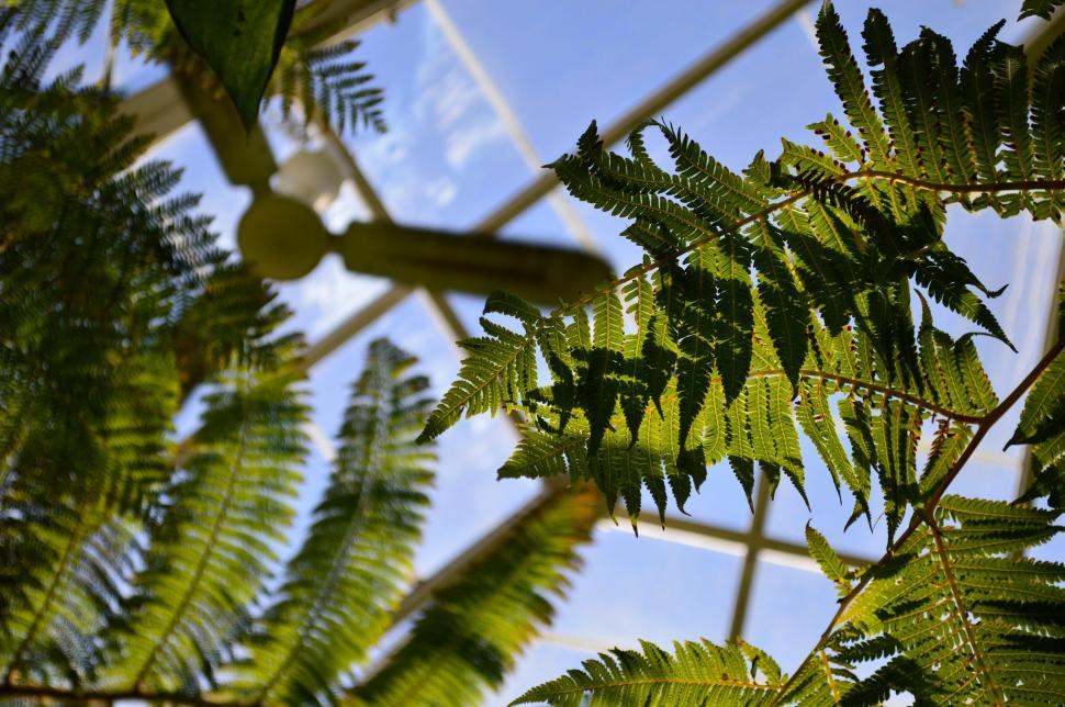 Free Image of Lush fern leaves against sky in greenhouse 