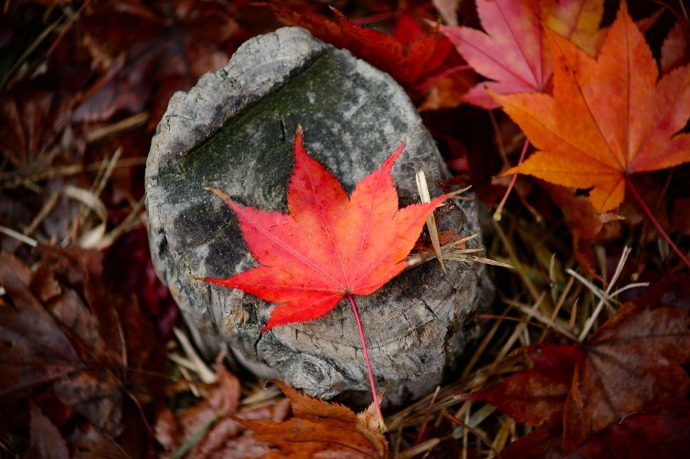 Free Image of Vibrant red maple leaf on gray stump 