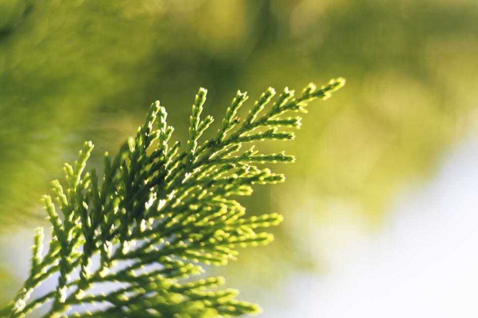 Free Image of Close-up of a vibrant evergreen branch 