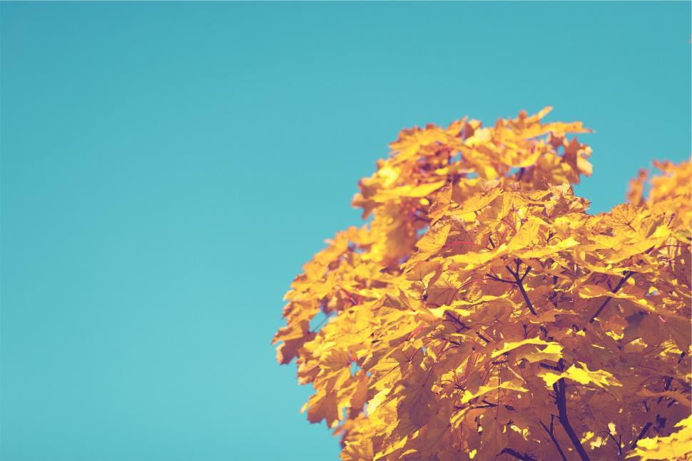 Free Image of Golden autumn leaves against a blue sky 