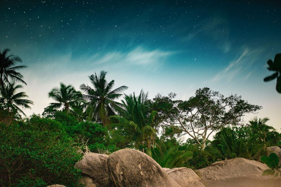 Free Image of Tropical night sky over palm trees 