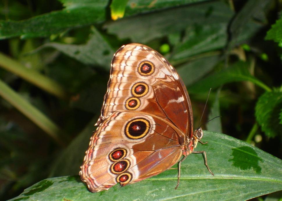 Free Image of Butterfly Perched on Leaf 