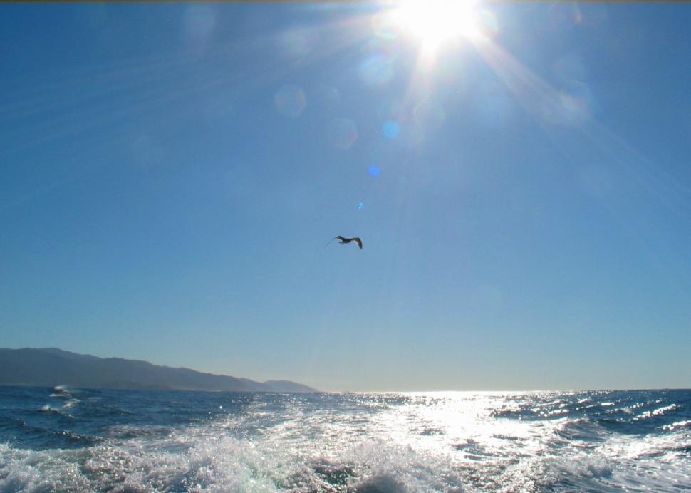 Free Image of Bird Flying Over Ocean on Sunny Day 