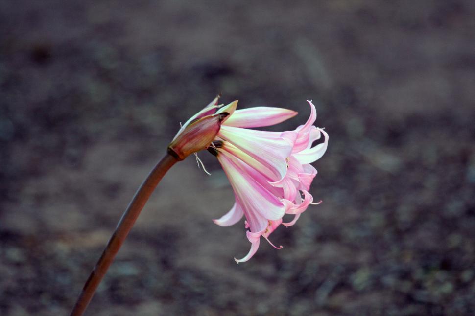 Free Image of Withering pink flower against a blurred background 