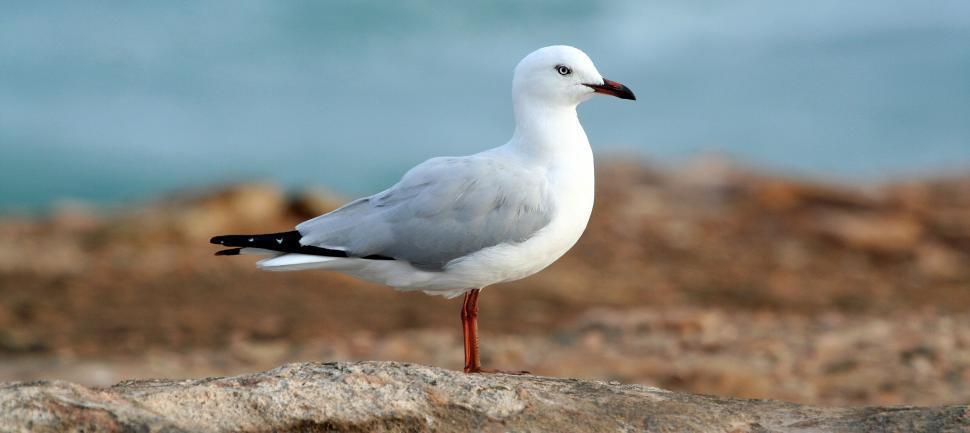Free Image of Seagull standing on a rock by sea 
