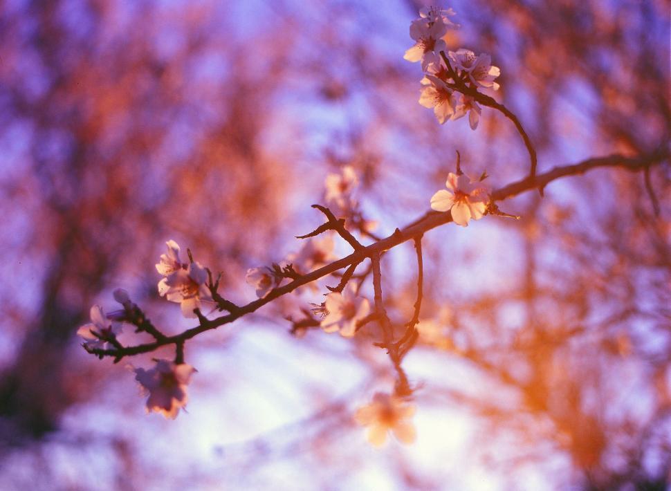 Free Image of Blossoming tree branch against a sunset 