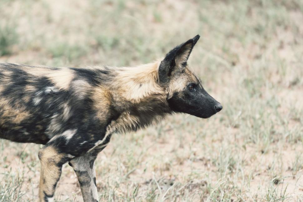 Free Image of African Wild Dog standing in grassland 