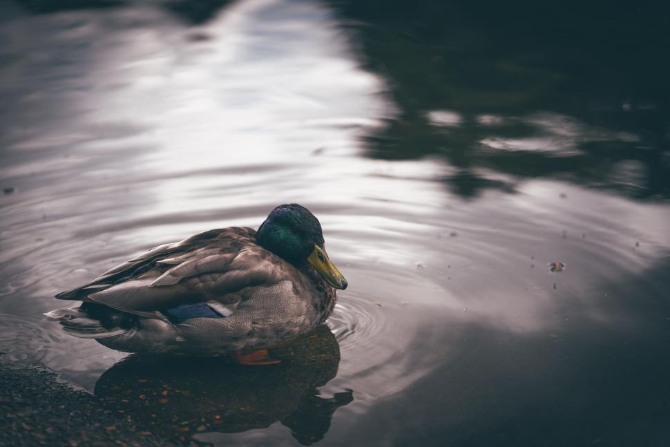 Free Image of Mallard duck on water with dark tones 