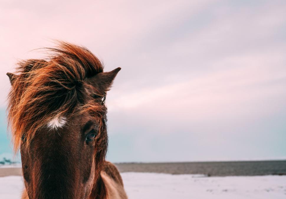 Free Image of Close-up of a horse s gaze in snowy field 