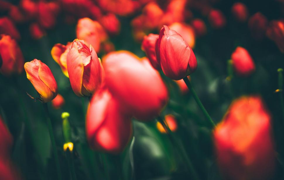 Free Image of Soft focus on red tulips in a flower field 