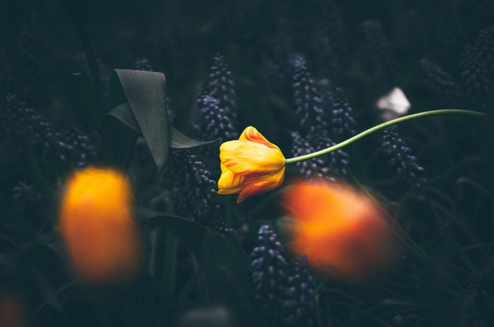 Free Image of Solitary tulip amidst blurred purple flowers 