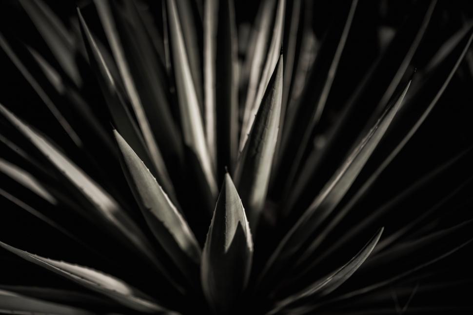 Free Image of Abstract close-up of a spiky plant s foliage 