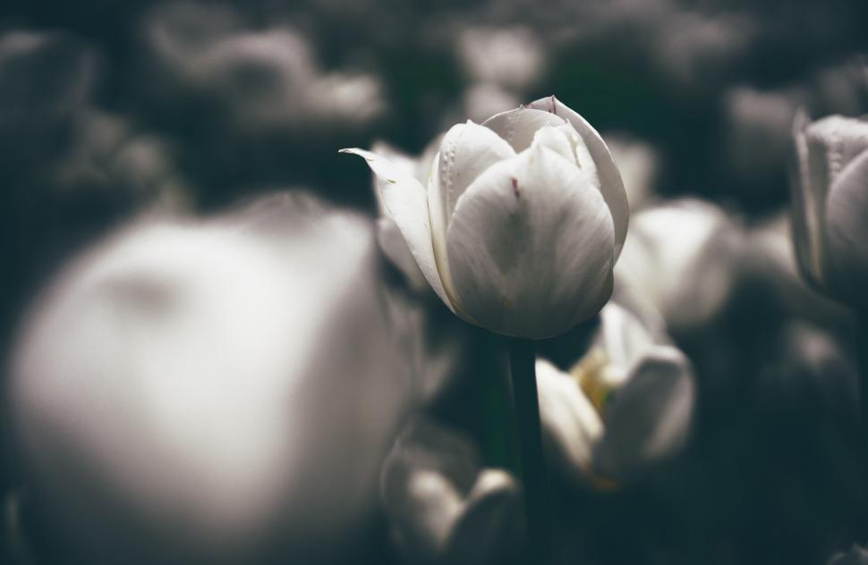 Free Image of Close-up of white tulips with selective focus 