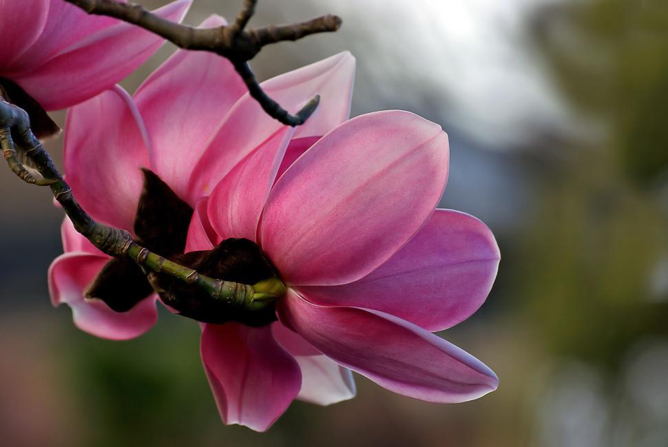 Free Image of Close-up of pink magnolia flowers in bloom 
