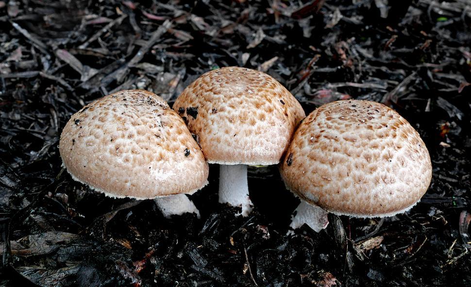 Free Image of Trio of mushrooms growing in dark mulch 