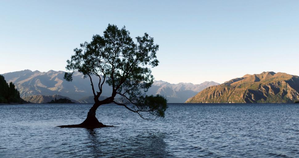 Free Image of Solitary tree in Wanaka Lake New Zealand 