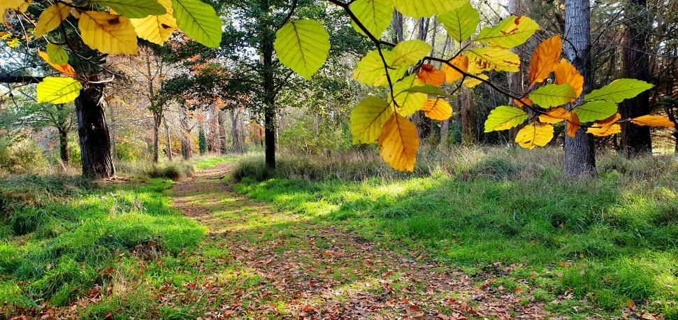 Free Image of Autumn forest scene with vibrant leaves 