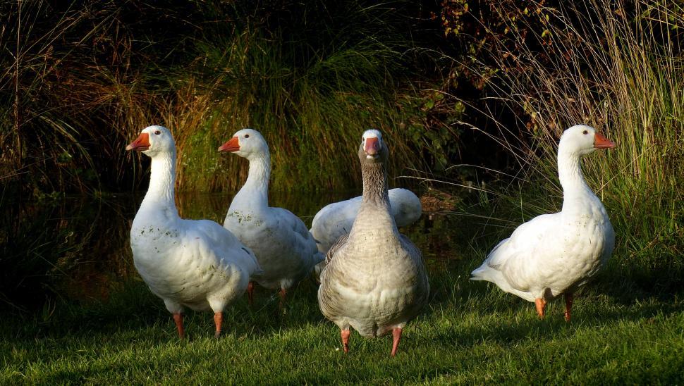 Free Image of Four geese standing in a row on the grass 