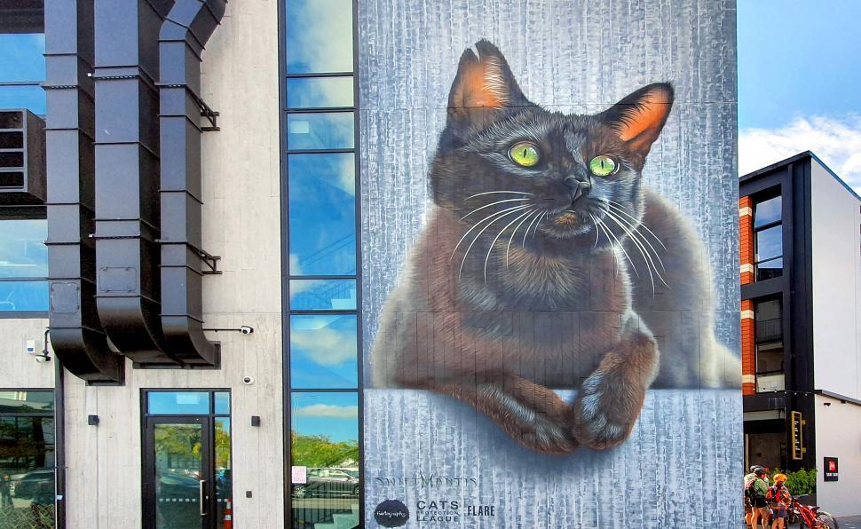 Free Image of Giant cat mural on an urban building 